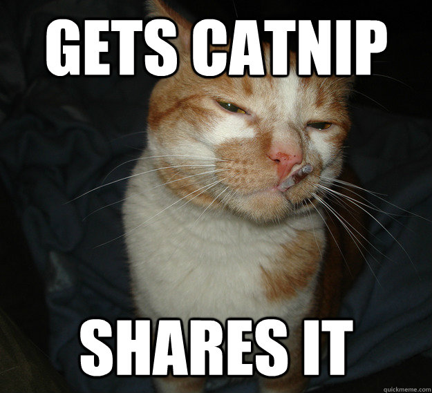 gets catnip shares it  Cool Cat Craig