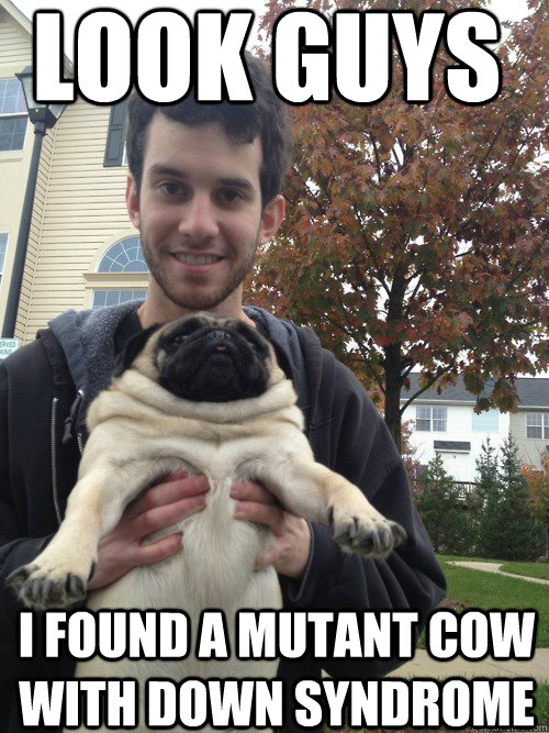 look guys I Found a Mutant cow with down syndrome  