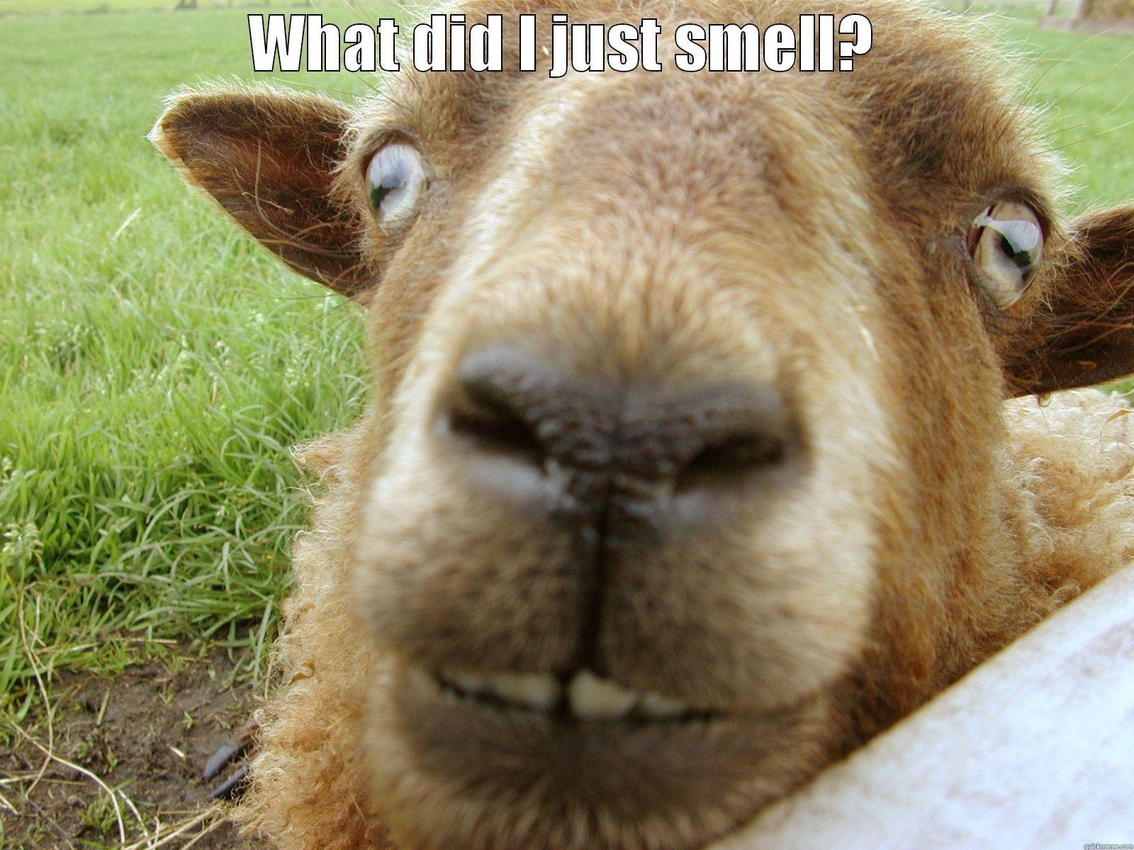 WHAT DID I JUST SMELL?  Misc