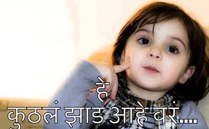  हे कुठलं झाड आहे बरं.... Misc