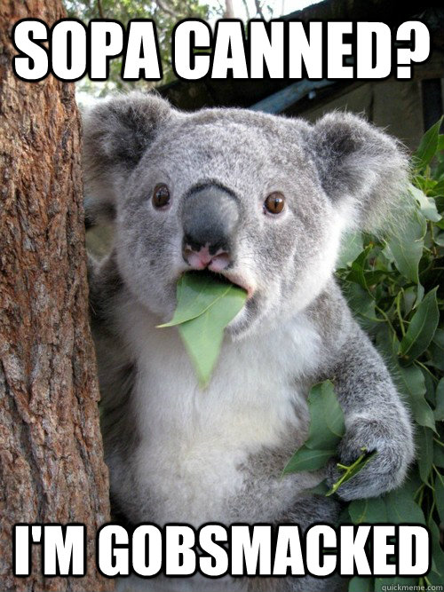 Gobsmacked Koala memes quickmeme