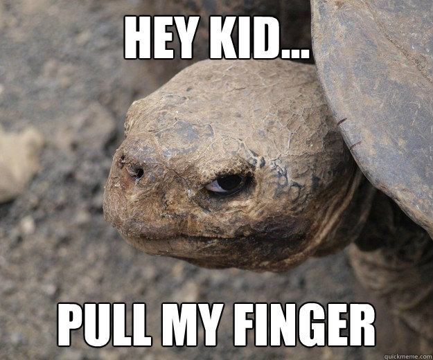 hey kid... pull my finger  Insanity Tortoise