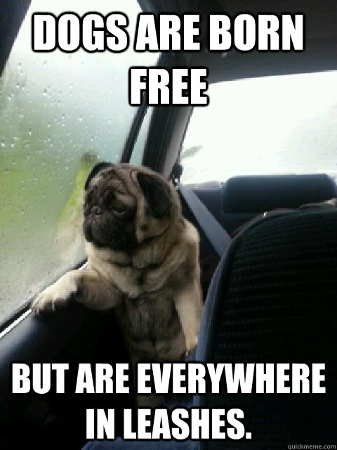 Dogs are born free But are everywhere in leashes.  