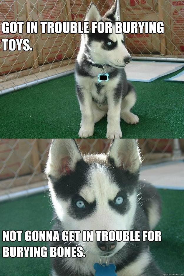 Got in trouble for burying toys. Not gonna get in trouble for burying bones.  Insanity puppy