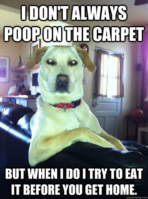 I don't always poop on the carpet But when I do I try to eat it before you get home.  
