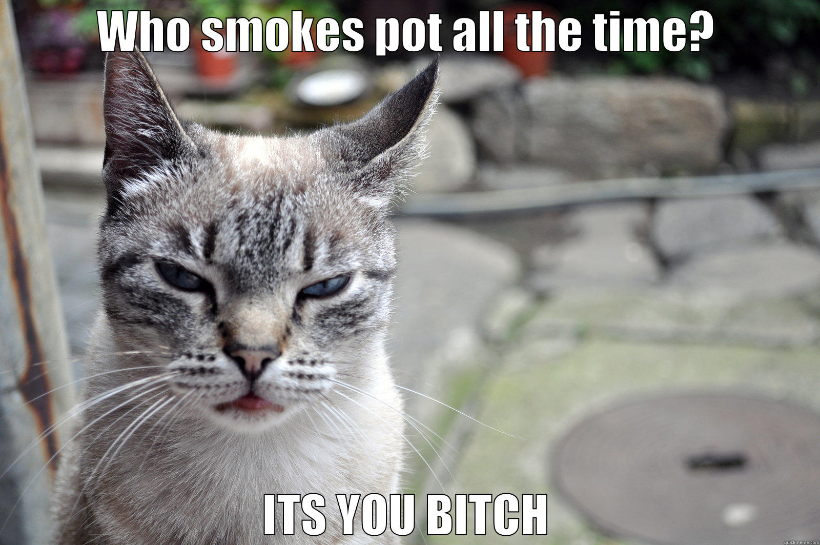 WHO SMOKES POT ALL THE TIME? ITS YOU BITCH Misc