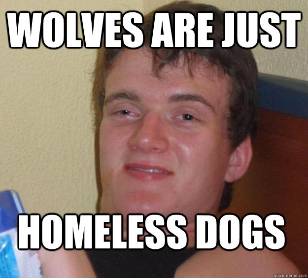 wolves are just homeless dogs - wolves are just homeless dogs  10 Guy