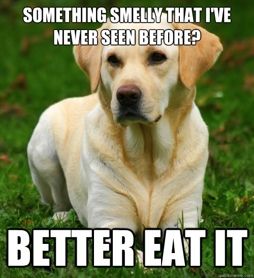 Something smelly that I've never seen before? better eat it  Dog Logic