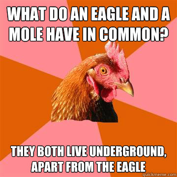 what do an eagle and a mole have in common? they both live underground, apart from the eagle - what do an eagle and a mole have in common? they both live underground, apart from the eagle  Anti-Joke Chicken