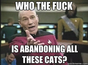 Who the fuck is abandoning all these cats?  Annoyed picard about shitty watercolor and karmanaut