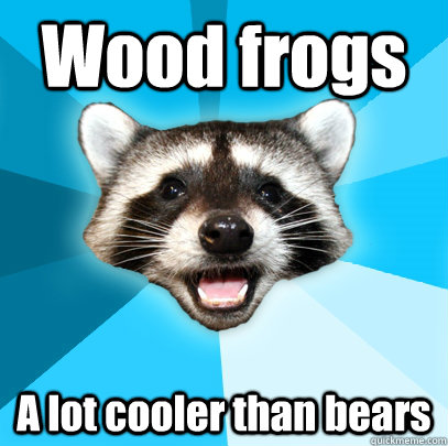 Wood frogs A lot cooler than bears  Lame Pun Coon