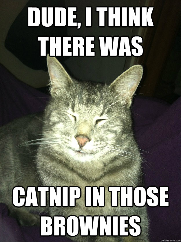 high cat meme