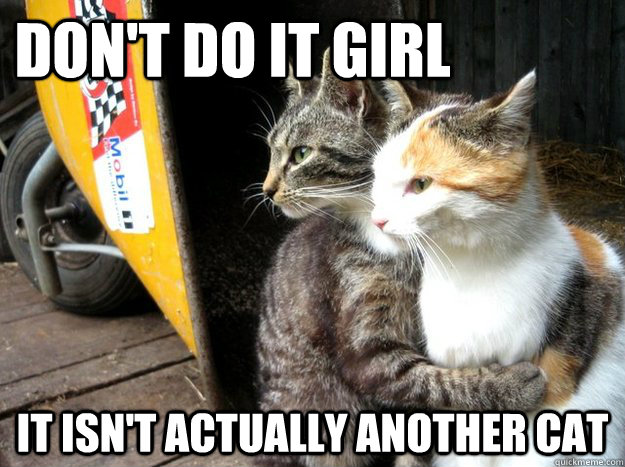 Don't do it girl  It isn't actually another cat  Restraining Cat