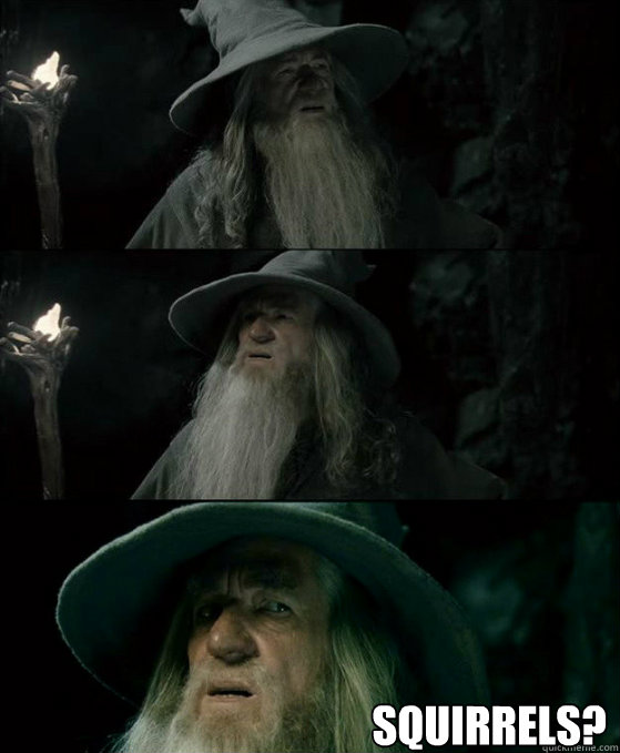  Squirrels?  Confused Gandalf