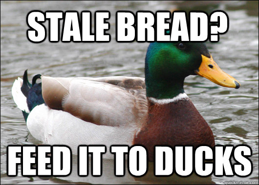 Stale Bread? feed it to ducks - Stale Bread? feed it to ducks  Actual Advice Mallard