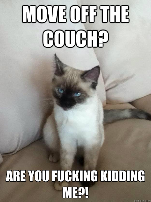 Move off the couch? Are you Fucking KIDDING ME?! - Move off the couch? Are you Fucking KIDDING ME?!  New Angry Cat