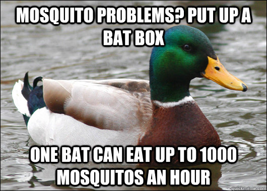 Mosquito problems? put up a bat box one bat can eat up to 1000 mosquitos an hour - Mosquito problems? put up a bat box one bat can eat up to 1000 mosquitos an hour  Actual Advice Mallard