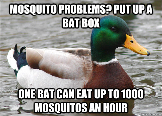Mosquito problems? put up a bat box one bat can eat up to 1000 mosquitos an hour  Actual Advice Mallard