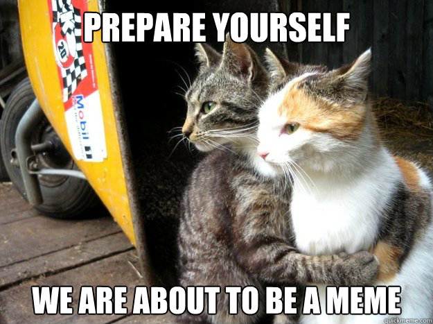 Prepare Yourself We are about to be a meme
 - Prepare Yourself We are about to be a meme
  Restraining Cat