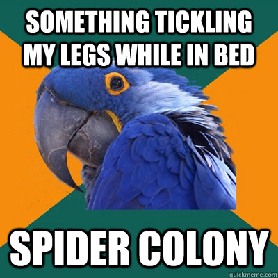 something tickling my legs while in bed spider colony  Paranoid Parrot