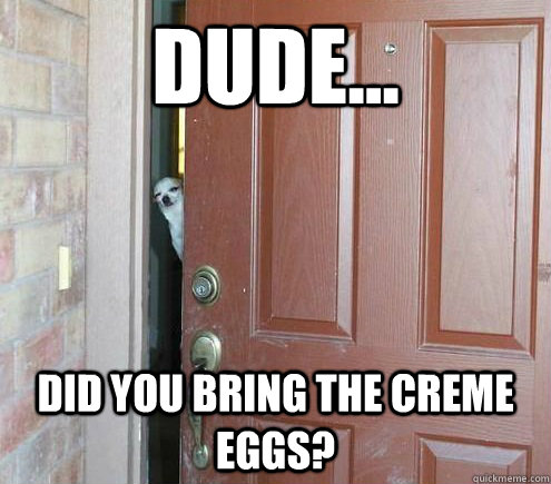 Dude... Did you bring the creme eggs?  Suspicious Chihuahua