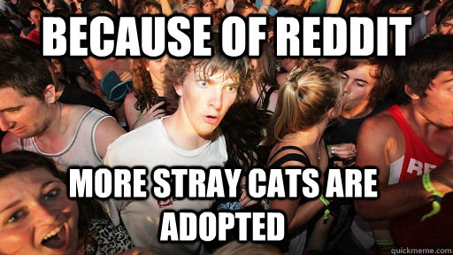 Because of REddit More stray cats are adopted  Sudden Clarity Clarence
