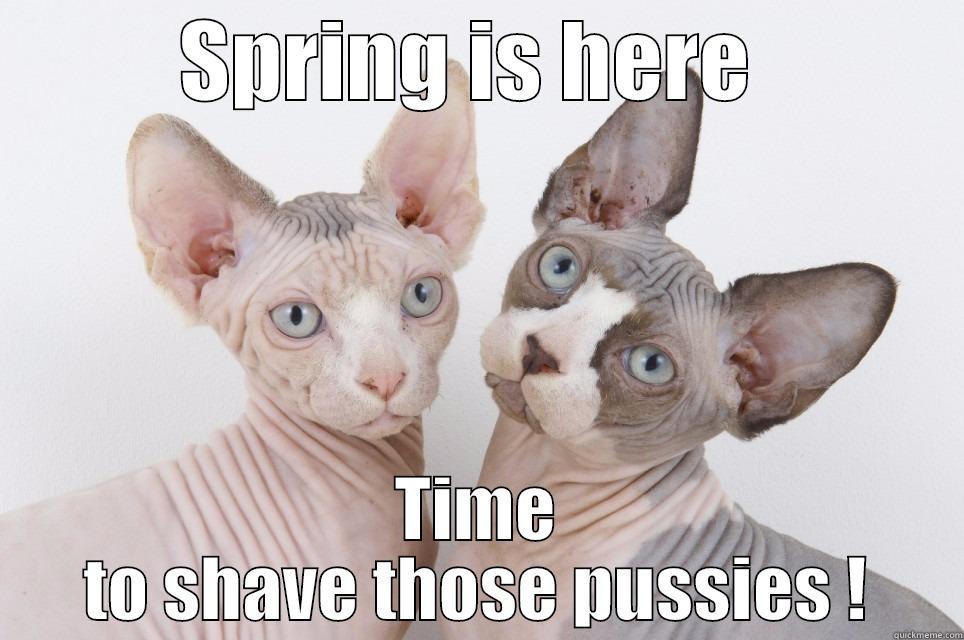 SPRING IS HERE  TIME TO SHAVE THOSE PUSSIES ! Misc