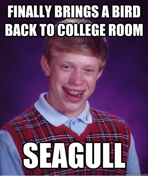 Finally Brings a bird back to college room Seagull - Finally Brings a bird back to college room Seagull  Bad Luck Brian