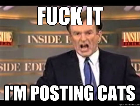 FUCK IT I'm posting cats  Angry OReilly