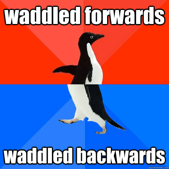 waddled forwards waddled backwards  Socially Awesome Awkward Penguin