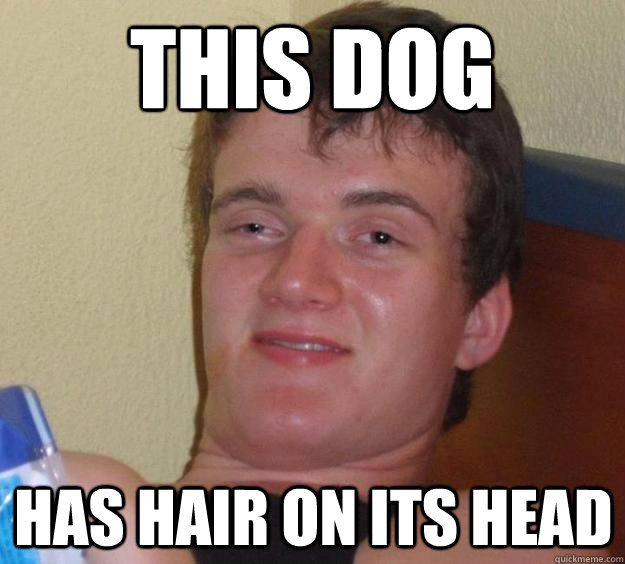this dog has hair on its head - this dog has hair on its head  10 Guy