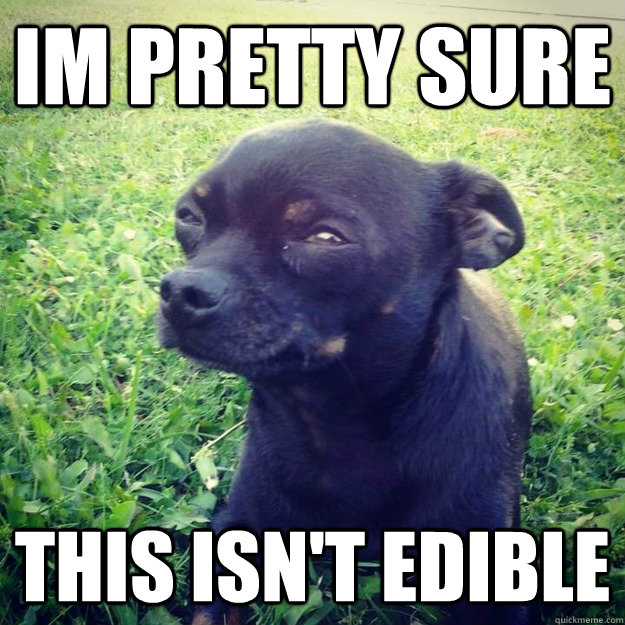 IM PRETTY SURE this isn't edible - IM PRETTY SURE this isn't edible  Skeptical Dog