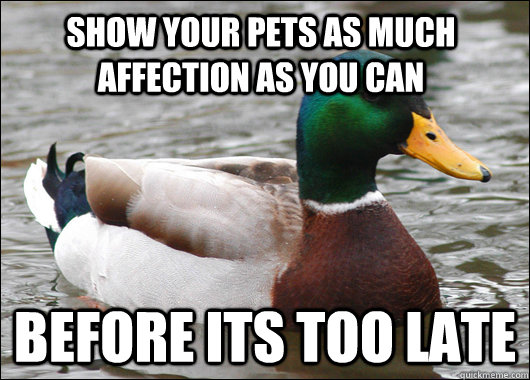 show your pets as much affection as you can before its too late  Actual Advice Mallard