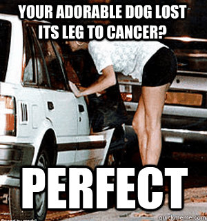 Your adorable dog lost its leg to cancer? PERFECT  Karma Whore