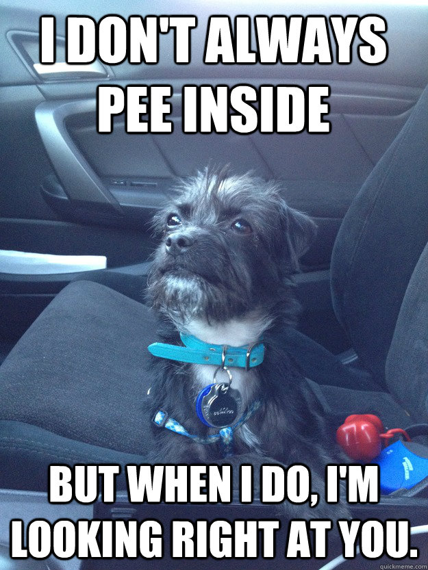 i don't always pee inside but when i do, i'm looking right at you.  Smug Dog