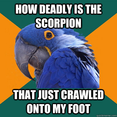 HOW DEADLY IS THE SCORPION THAT JUST CRAWLED ONTO MY FOOT  Paranoid Parrot