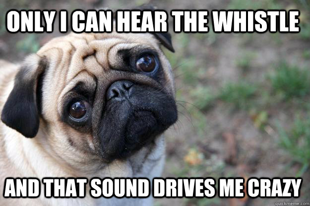 only I can hear the whistle and that sound drives me crazy  First World Dog problems