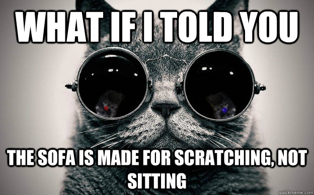 What if i told you the sofa is made for scratching, not sitting - What if i told you the sofa is made for scratching, not sitting  Cat morpheus plus paws