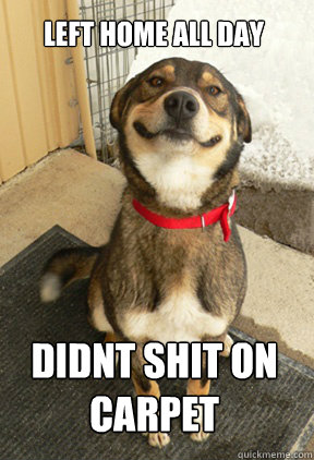 Left home all day didnt shit on carpet   Good Dog Greg
