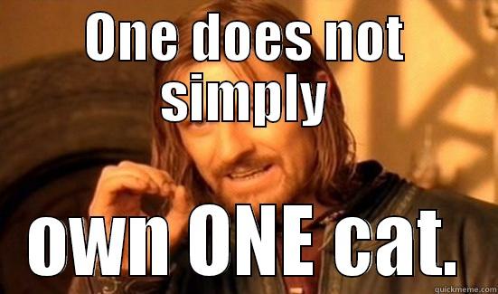 ONE DOES NOT SIMPLY OWN ONE CAT. Boromir