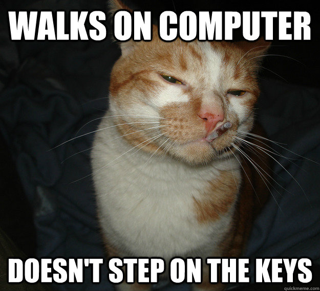 walks on computer doesn't step on the keys  Good Guy Cat
