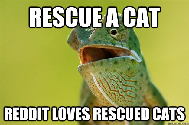 Rescue a cat Reddit loves rescued cats  