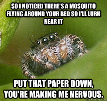 So I noticed there's a mosquito flying around your bed so I'll lurk near it put that paper down, you're making me nervous.  Misunderstood Spider
