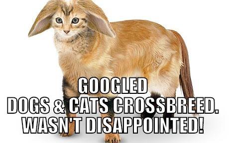  GOOGLED DOGS & CATS CROSSBREED. WASN'T DISAPPOINTED! Misc