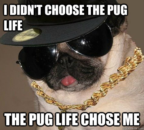 I didn't choose the pug life The pug life chose me  Gangster Pug