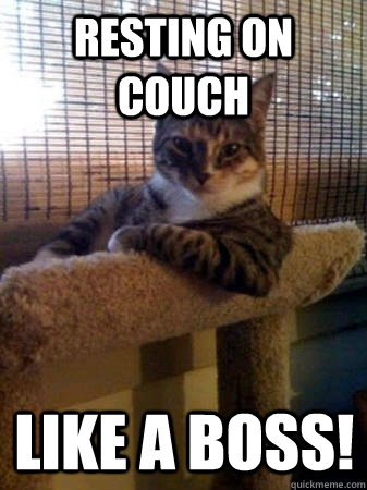 REsting on couch Like a boss! - REsting on couch Like a boss!  The Most Interesting Cat in the World