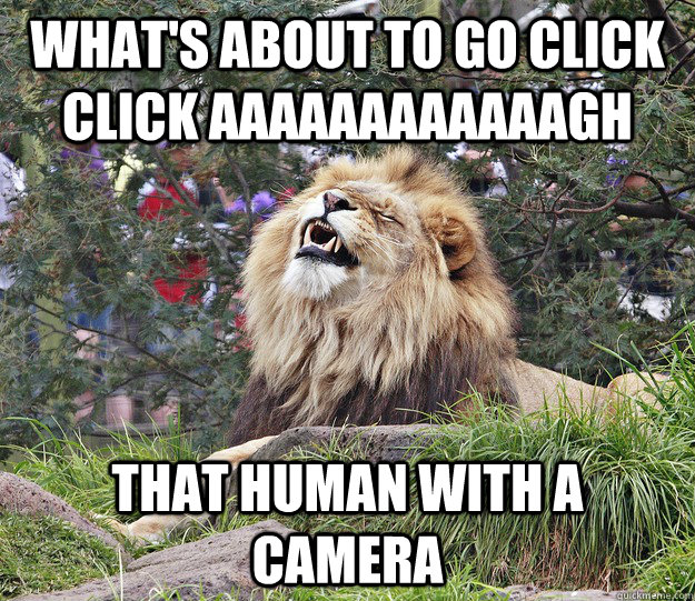 What's about to go click click aaaaaaaaaaaagh that human with a camera  
