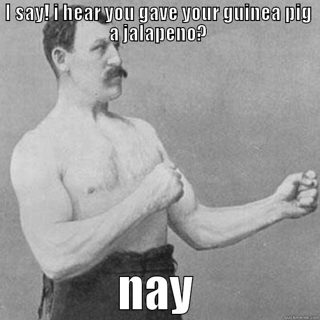 I SAY! I HEAR YOU GAVE YOUR GUINEA PIG A JALAPENO? NAY overly manly man