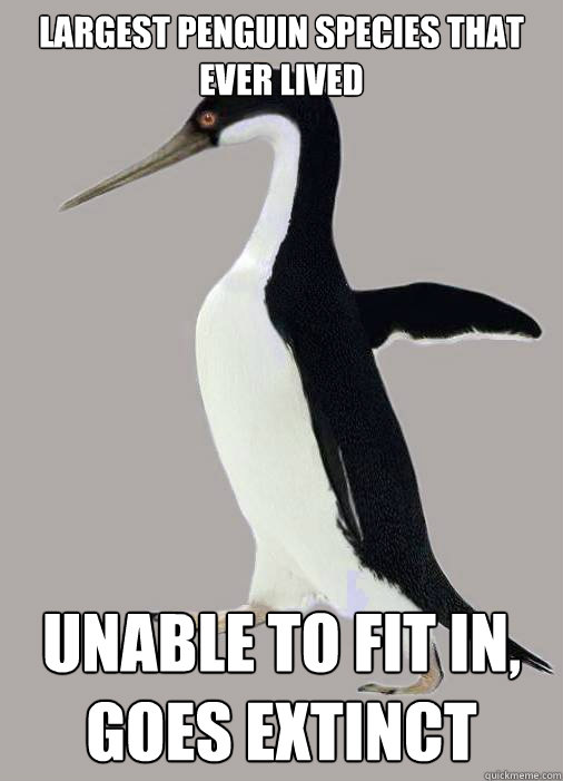 largest penguin species that ever lived unable to fit in, goes extinct  