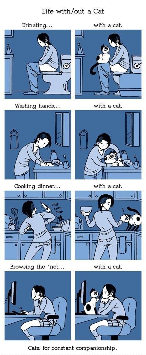 Life Without a Cat -   Misc